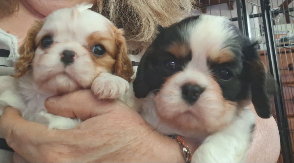 chiot Cavalier King Charles Spaniel du Jardin des Mahonias