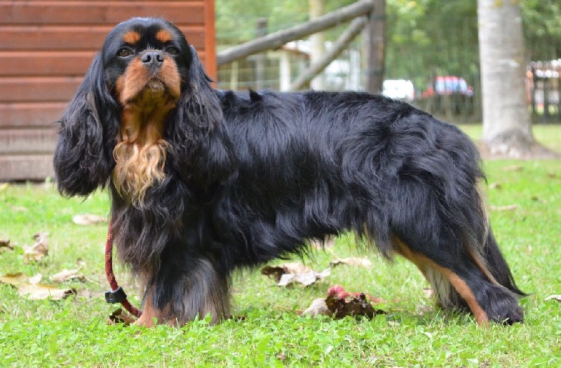 Glaukias (dit ghost) du Jardin des Mahonias