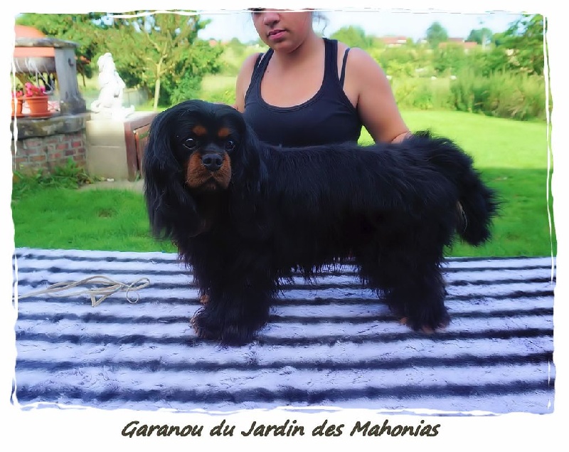 Garanou du Jardin des Mahonias