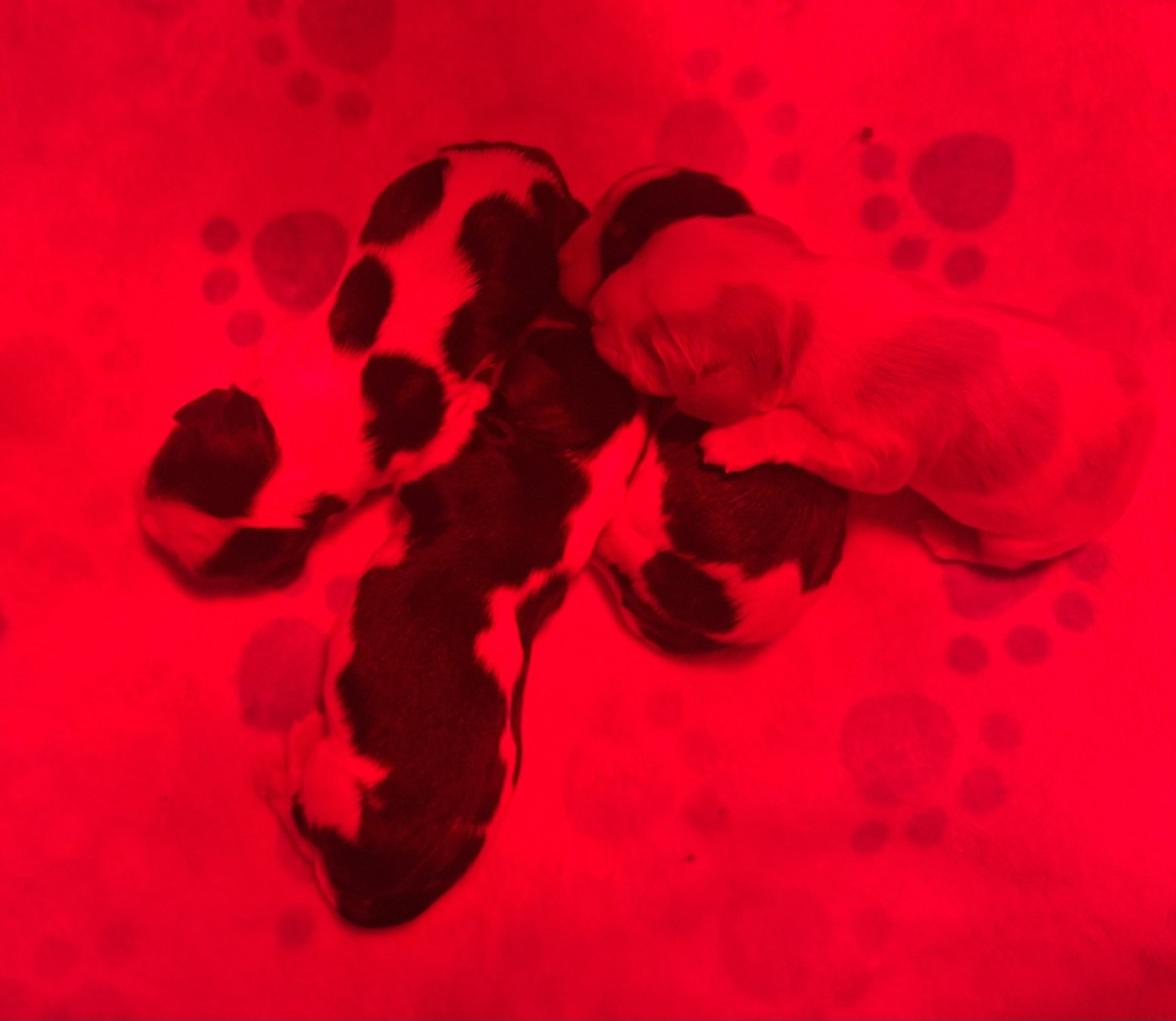 Les bébés sont nés !!!