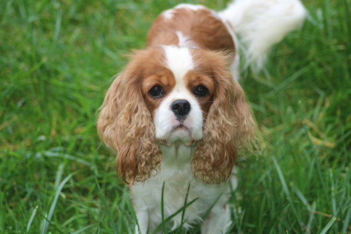 Peut être des bébés fin Avril