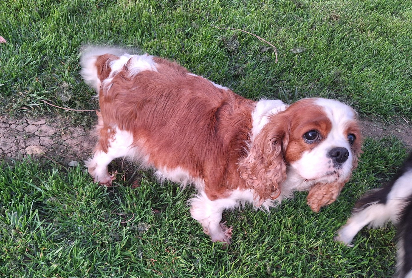 Confirmation de gestation