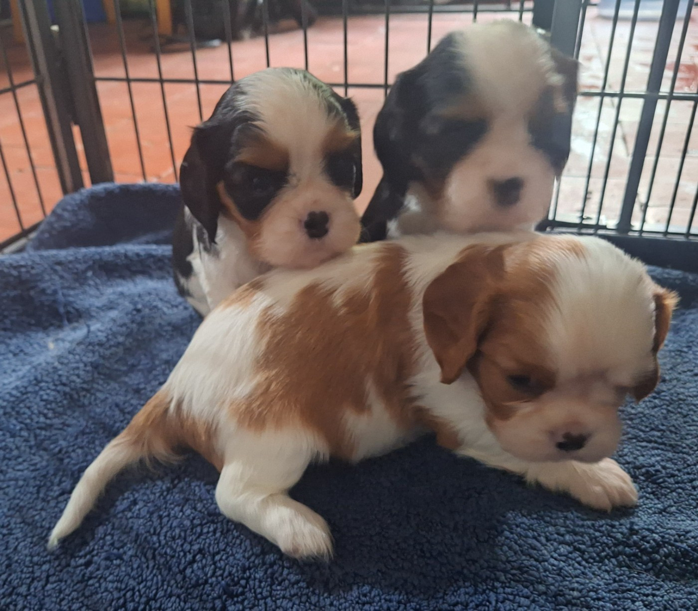 4 chiots disponibles à la reservation pour fin Octobre