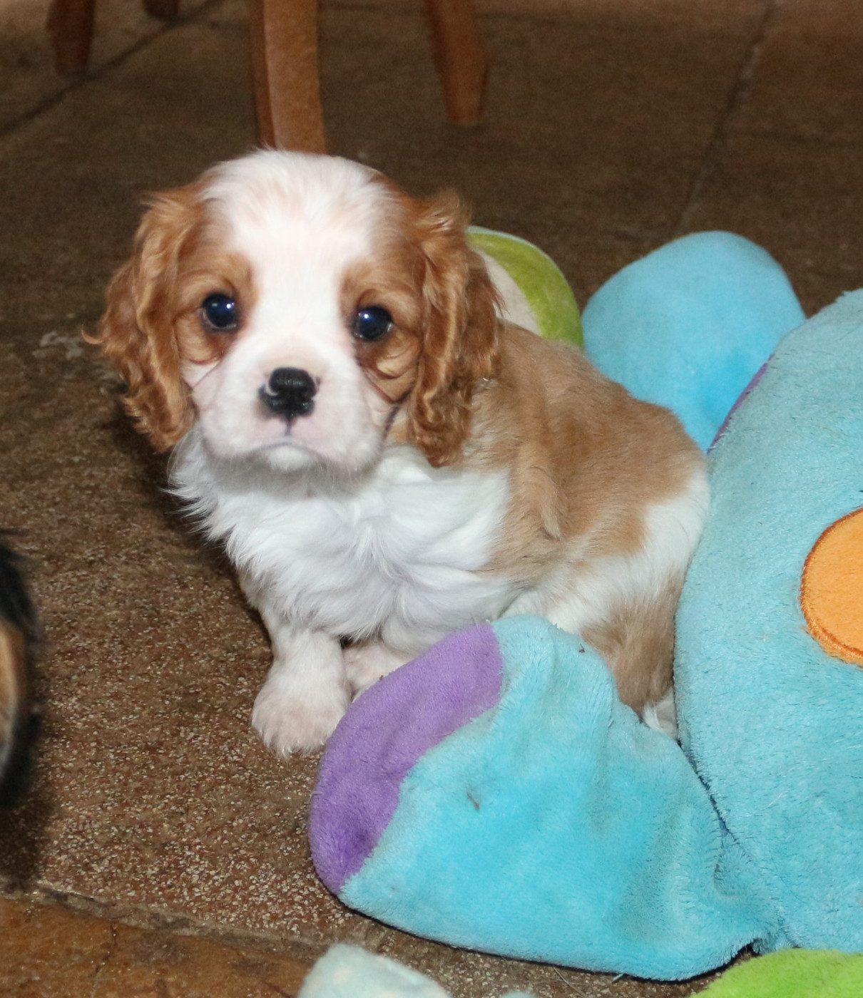 joli petit Bucky