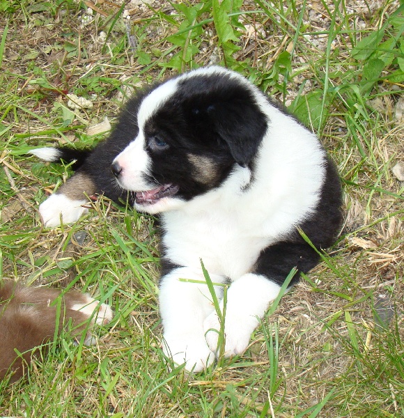 BEBES 2009
