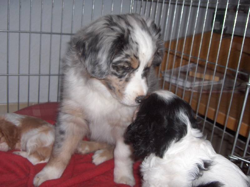 calypso et ses amis
