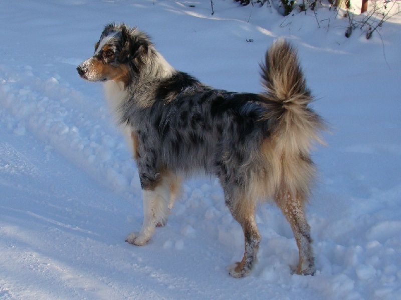 LES BERGERS DANS LA NEIGE