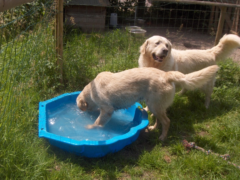 les goldens et l'eau