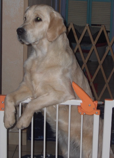 LA VIE DES GOLDENS