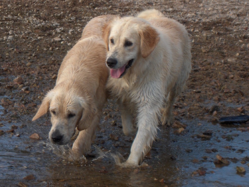 les goldens à la plage