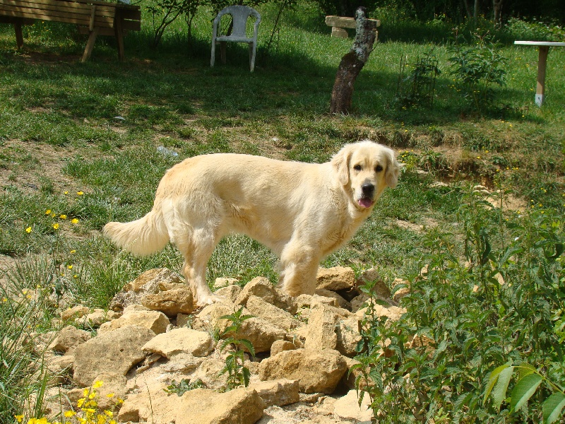 CHANGAI DU DOMAINE DES CLAYEUX