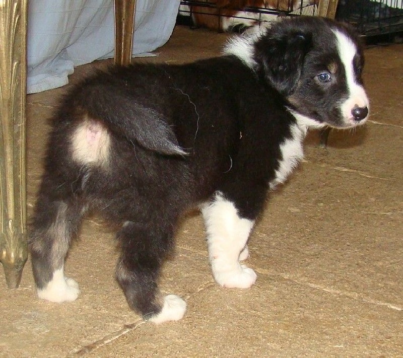 bébés Izarra 2015