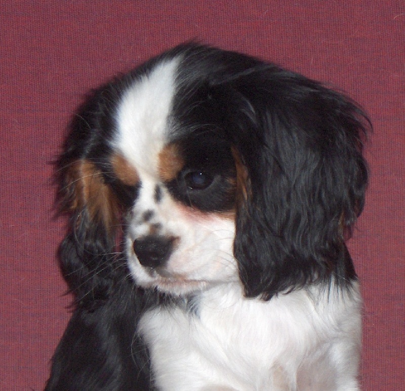 DAYANA DU DOMAINE DE BANNIERE