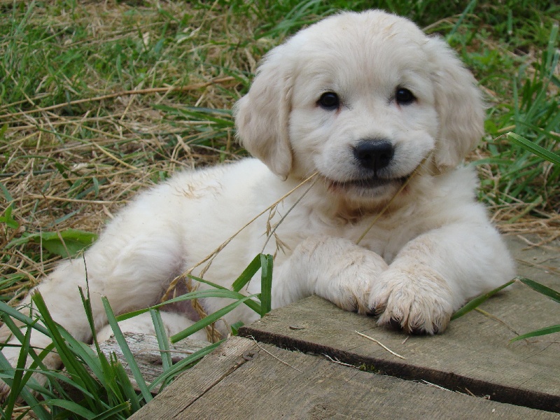 du Jardin des Mahonias - Golden Retriever - Portée née le 09/04/2012
