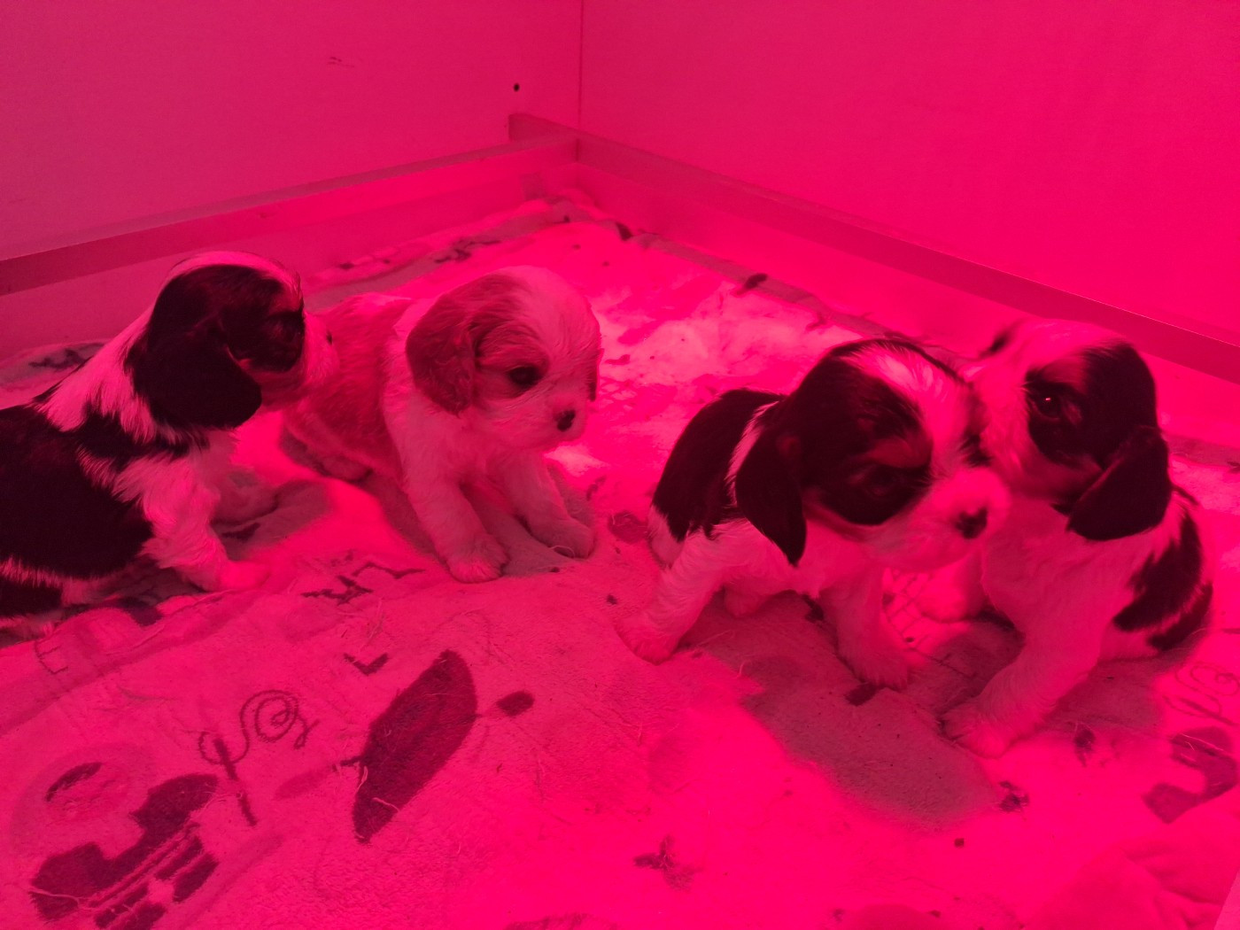 Chiot Cavalier King Charles Spaniel du Jardin des Mahonias