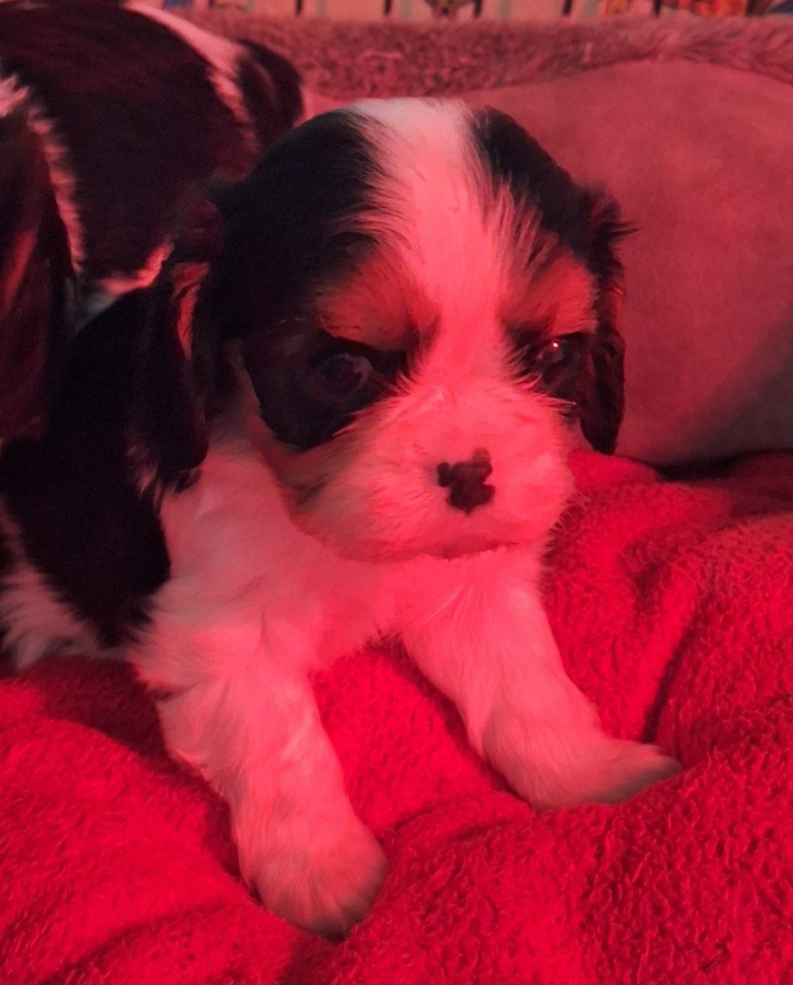 du Jardin des Mahonias - Chiots disponibles - Cavalier King Charles Spaniel