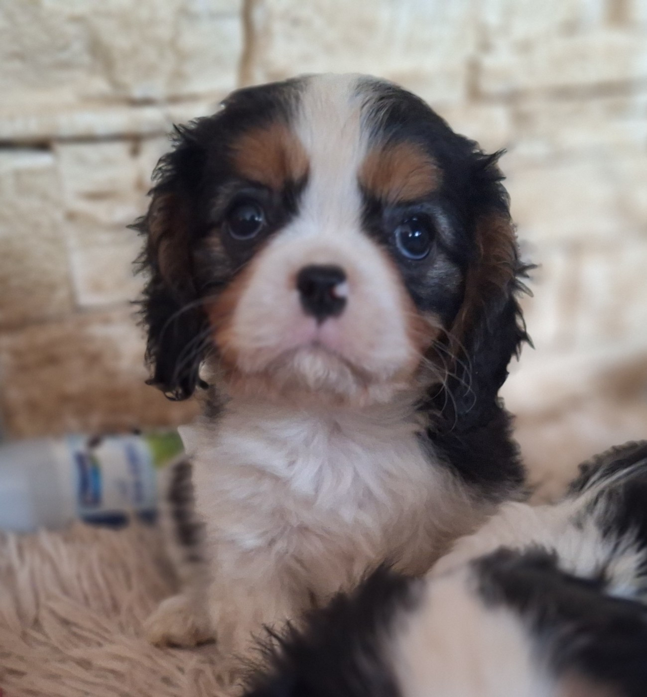du Jardin des Mahonias - Chiots disponibles - Cavalier King Charles Spaniel