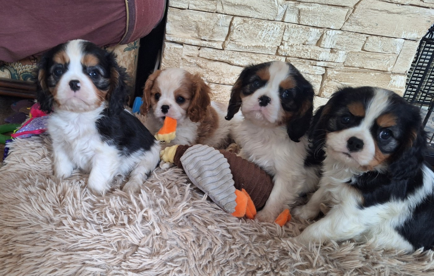 du Jardin des Mahonias - Cavalier King Charles Spaniel - Portée née le 01/12/2025