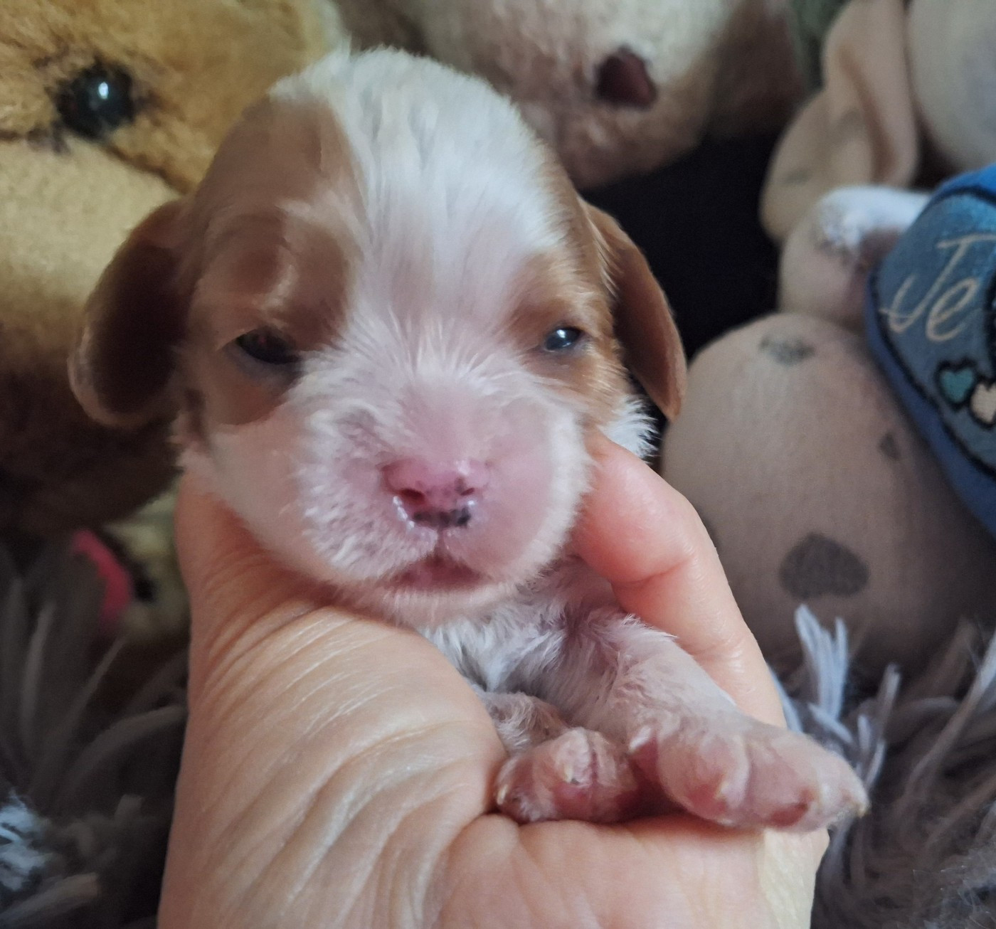 du Jardin des Mahonias - Chiots disponibles - Cavalier King Charles Spaniel