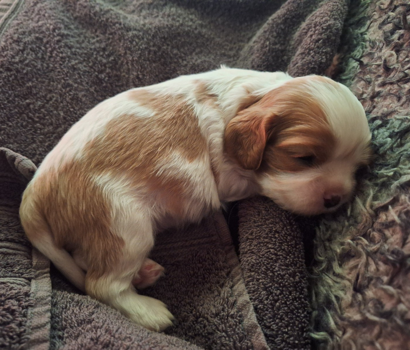 du Jardin des Mahonias - Chiots disponibles - Cavalier King Charles Spaniel