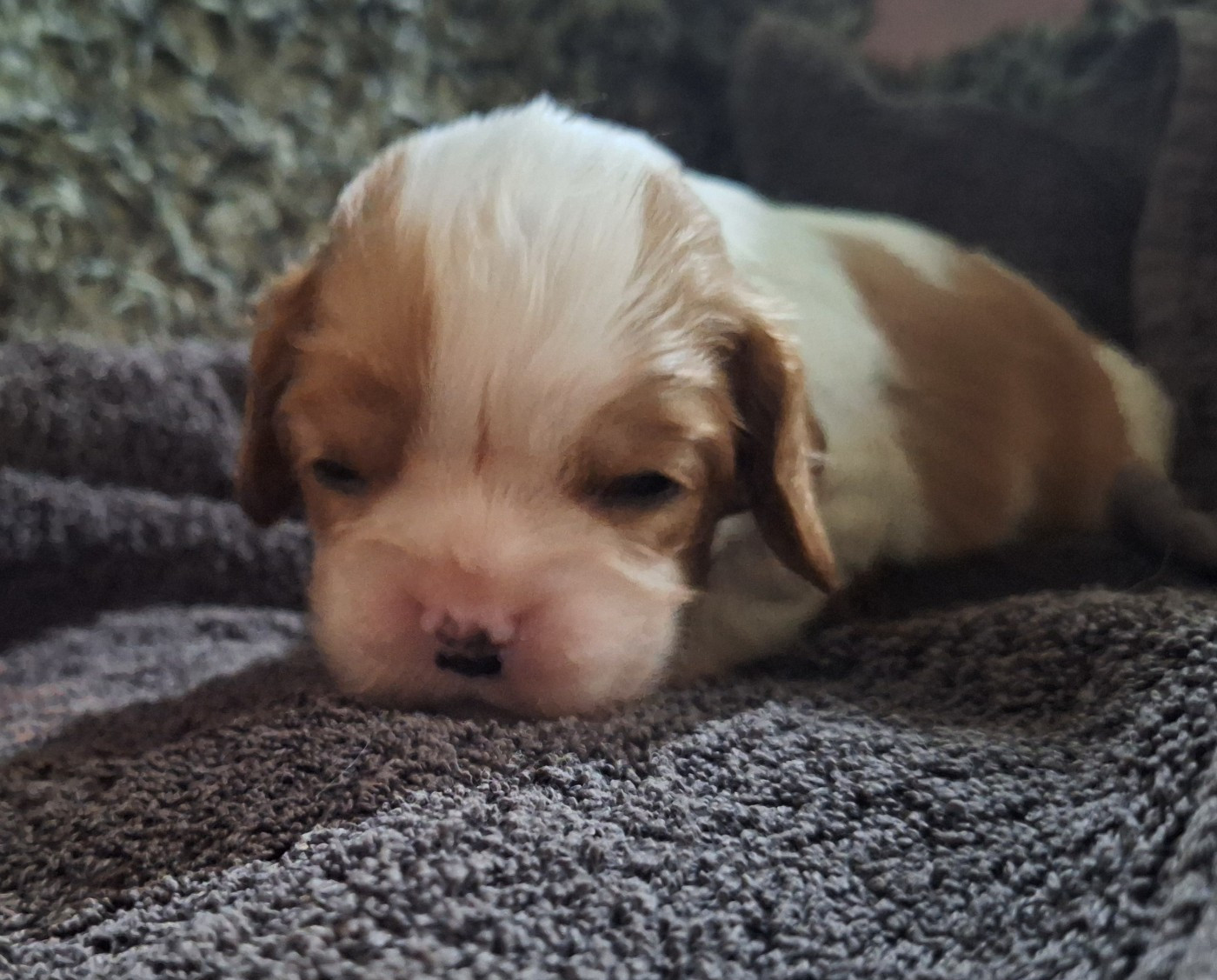du Jardin des Mahonias - Chiots disponibles - Cavalier King Charles Spaniel