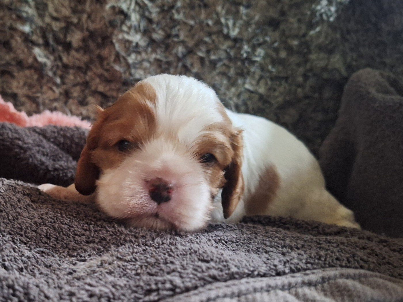 du Jardin des Mahonias - Chiots disponibles - Cavalier King Charles Spaniel