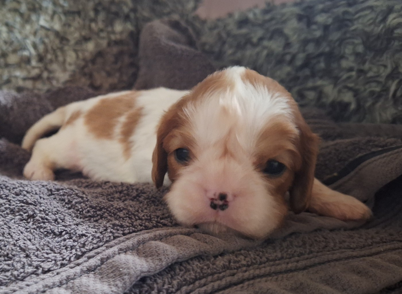 du Jardin des Mahonias - Chiots disponibles - Cavalier King Charles Spaniel
