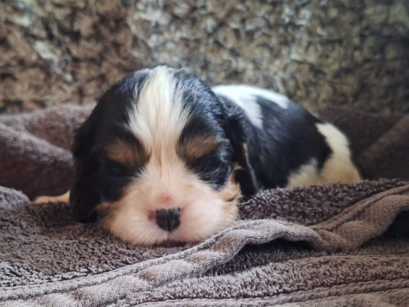 du Jardin des Mahonias - Chiots disponibles - Cavalier King Charles Spaniel