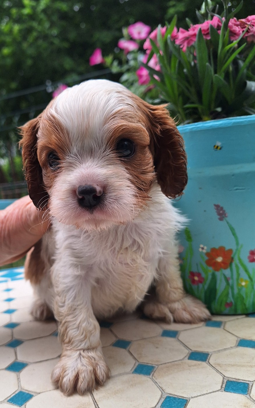 du Jardin des Mahonias - Chiots disponibles - Cavalier King Charles Spaniel