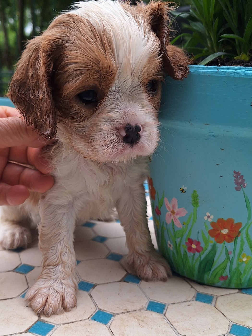 du Jardin des Mahonias - Chiots disponibles - Cavalier King Charles Spaniel
