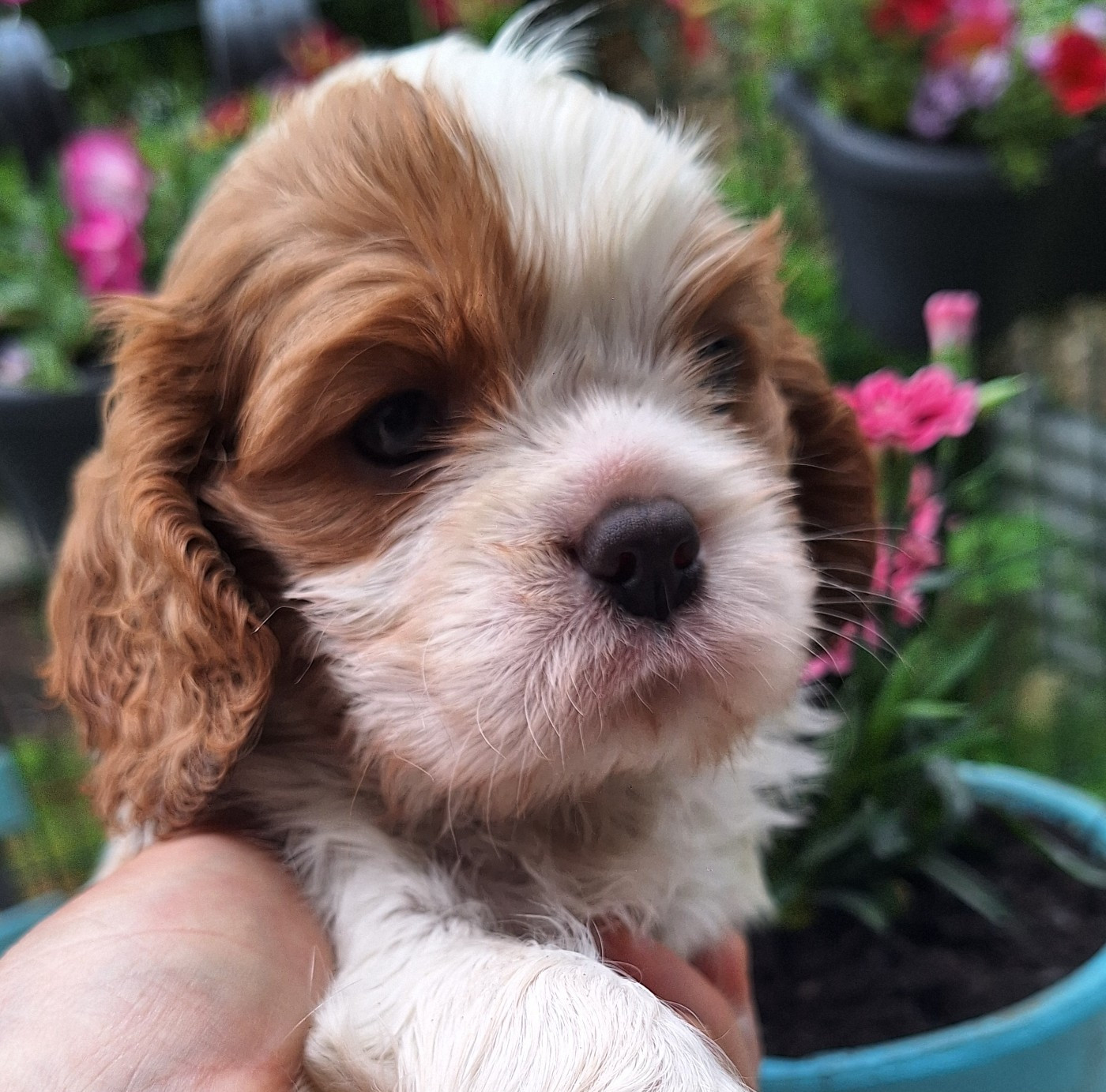 du Jardin des Mahonias - Chiots disponibles - Cavalier King Charles Spaniel