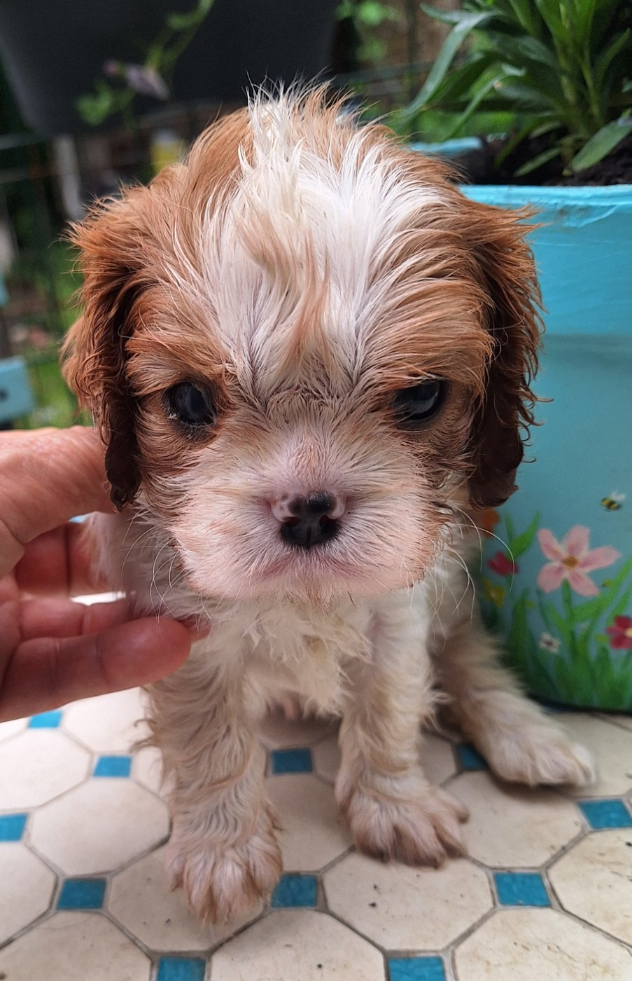 du Jardin des Mahonias - Chiots disponibles - Cavalier King Charles Spaniel