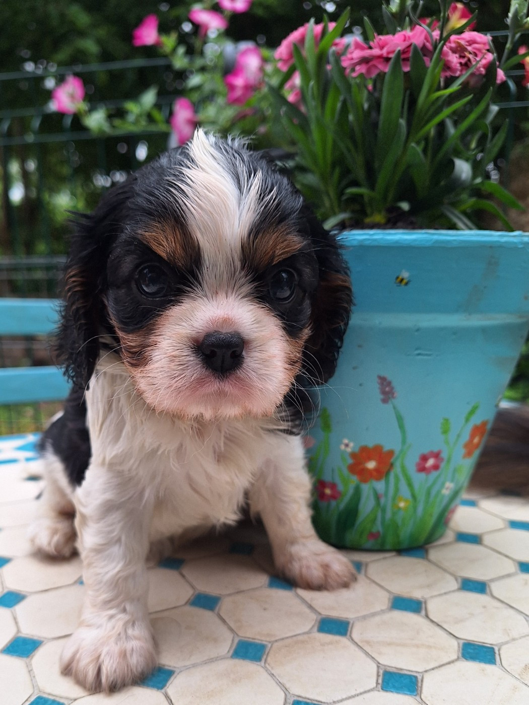 du Jardin des Mahonias - Chiots disponibles - Cavalier King Charles Spaniel
