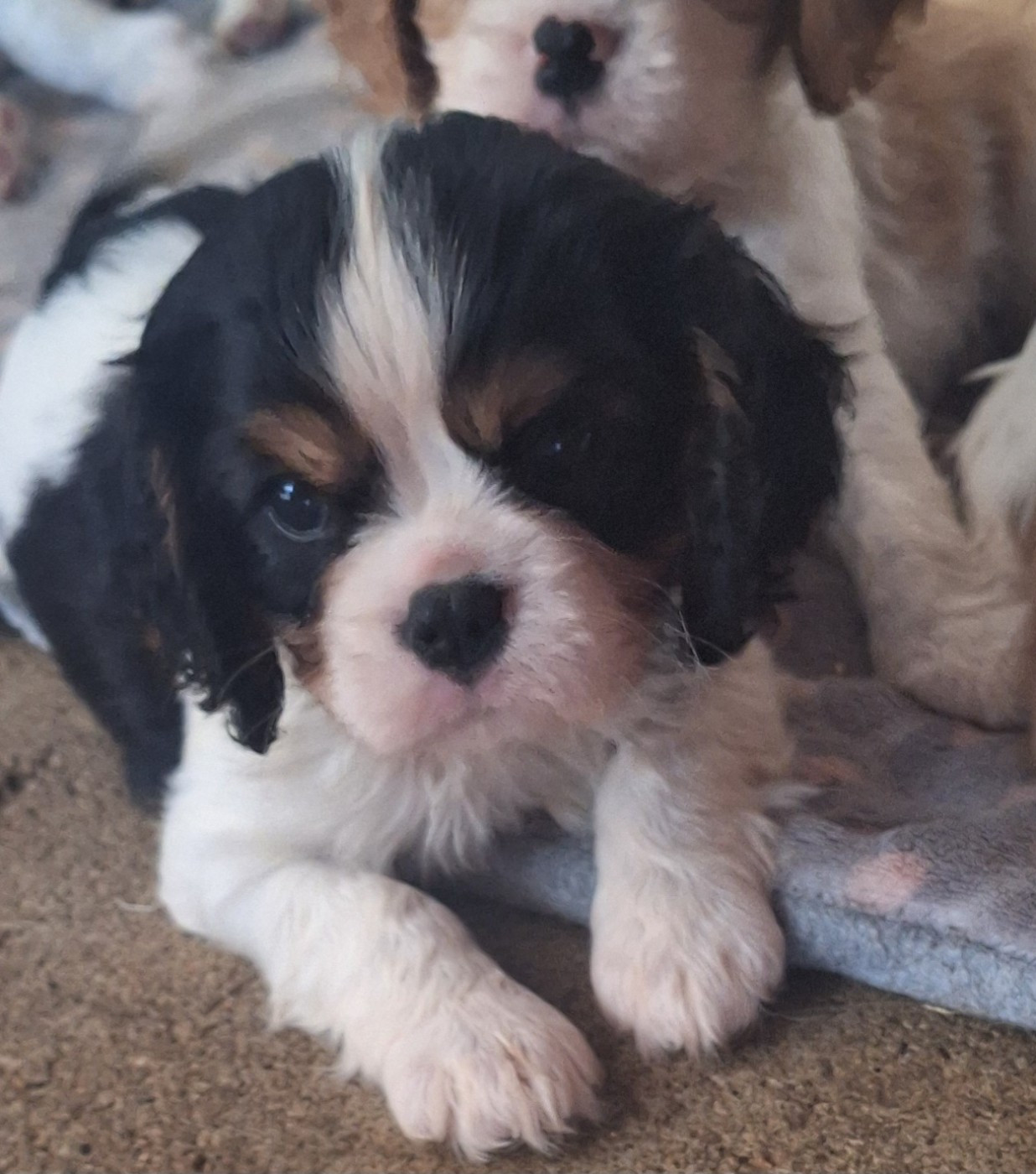 du Jardin des Mahonias - Chiots disponibles - Cavalier King Charles Spaniel