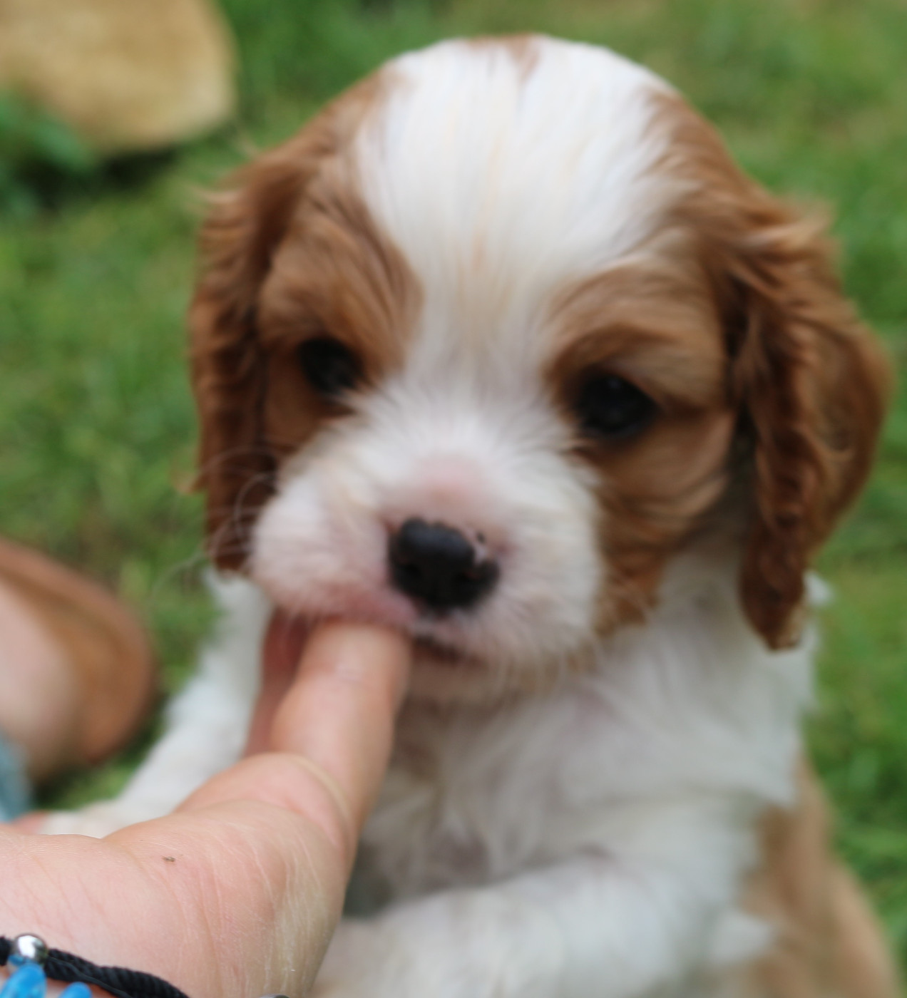 du Jardin des Mahonias - Chiots disponibles - Cavalier King Charles Spaniel