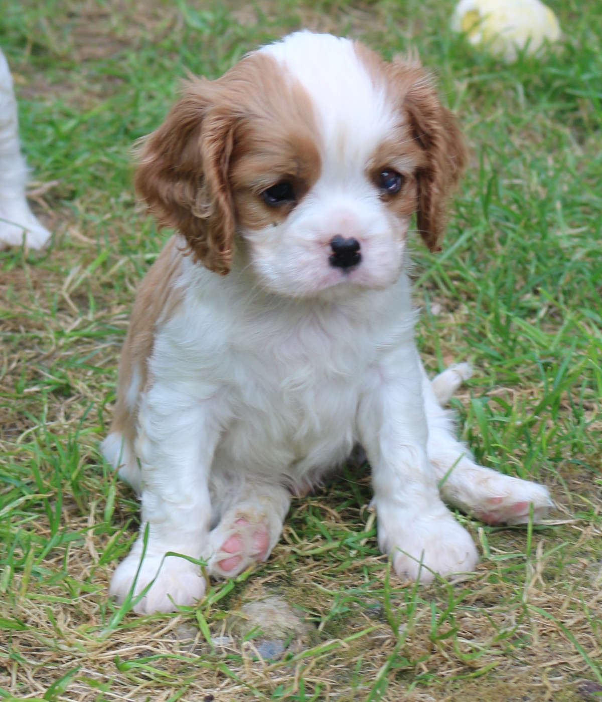 du Jardin des Mahonias - Chiots disponibles - Cavalier King Charles Spaniel
