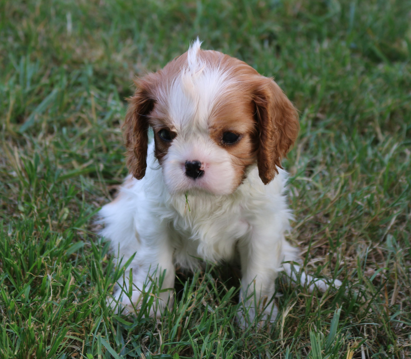 du Jardin des Mahonias - Chiots disponibles - Cavalier King Charles Spaniel