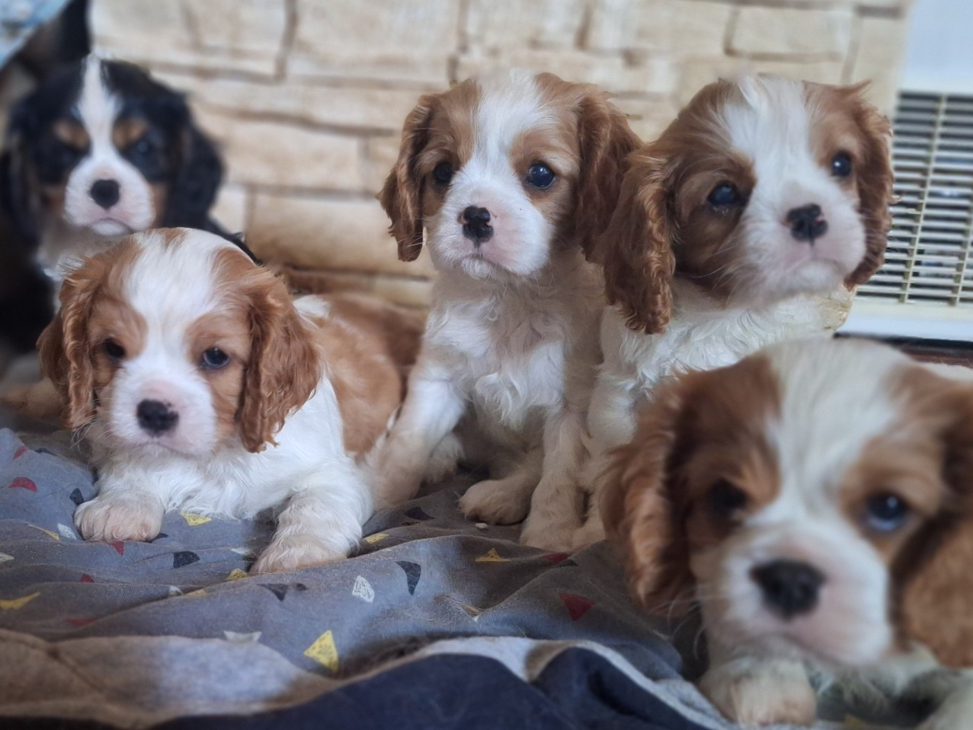 Chiot Cavalier King Charles Spaniel du Jardin des Mahonias