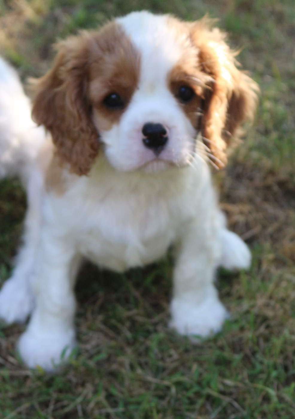 Bradley