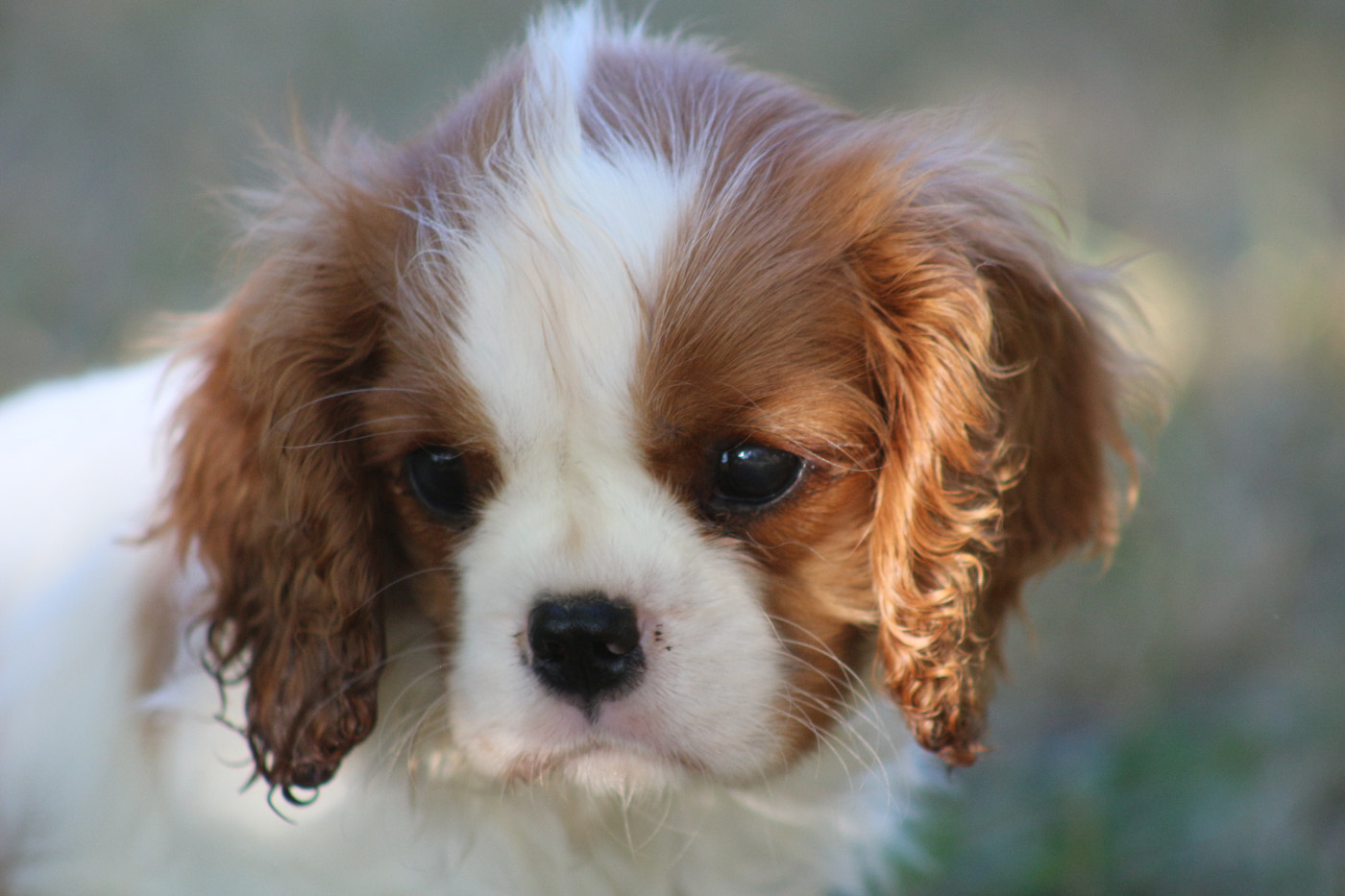 du Jardin des Mahonias - Chiots disponibles - Cavalier King Charles Spaniel