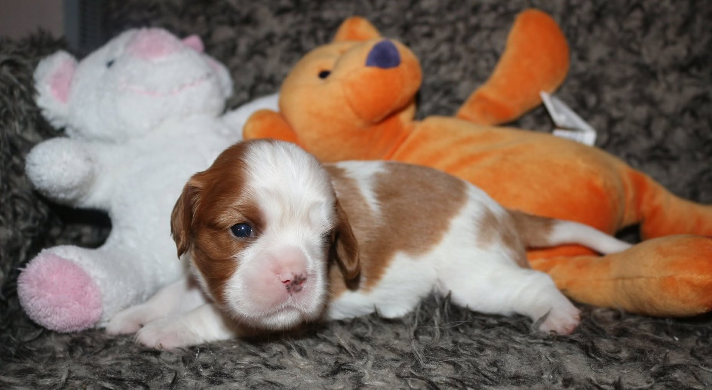 du Jardin des Mahonias - Chiots disponibles - Cavalier King Charles Spaniel