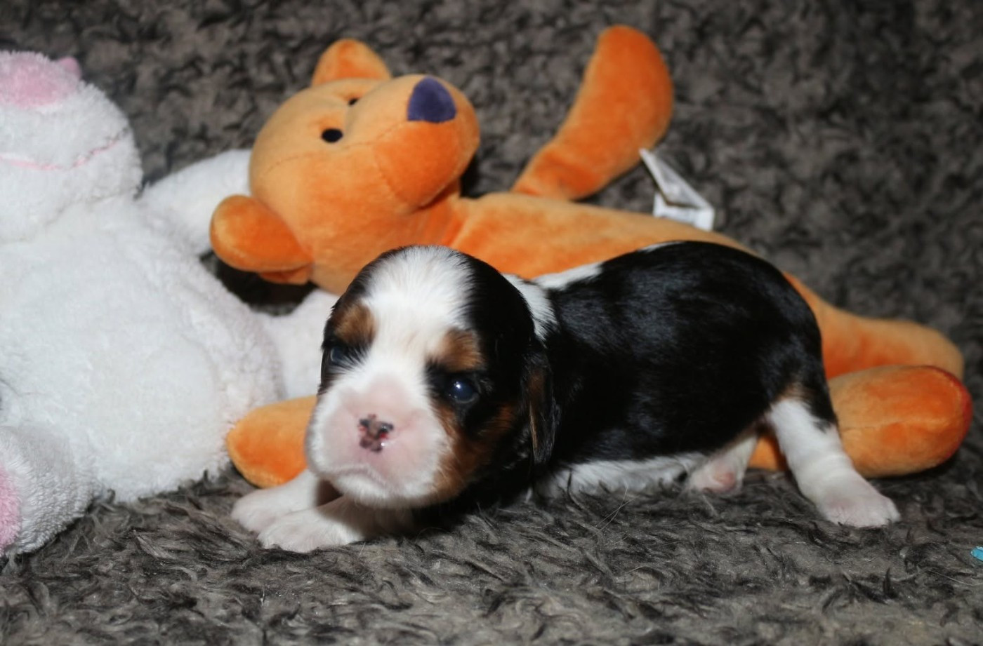 du Jardin des Mahonias - Chiots disponibles - Cavalier King Charles Spaniel