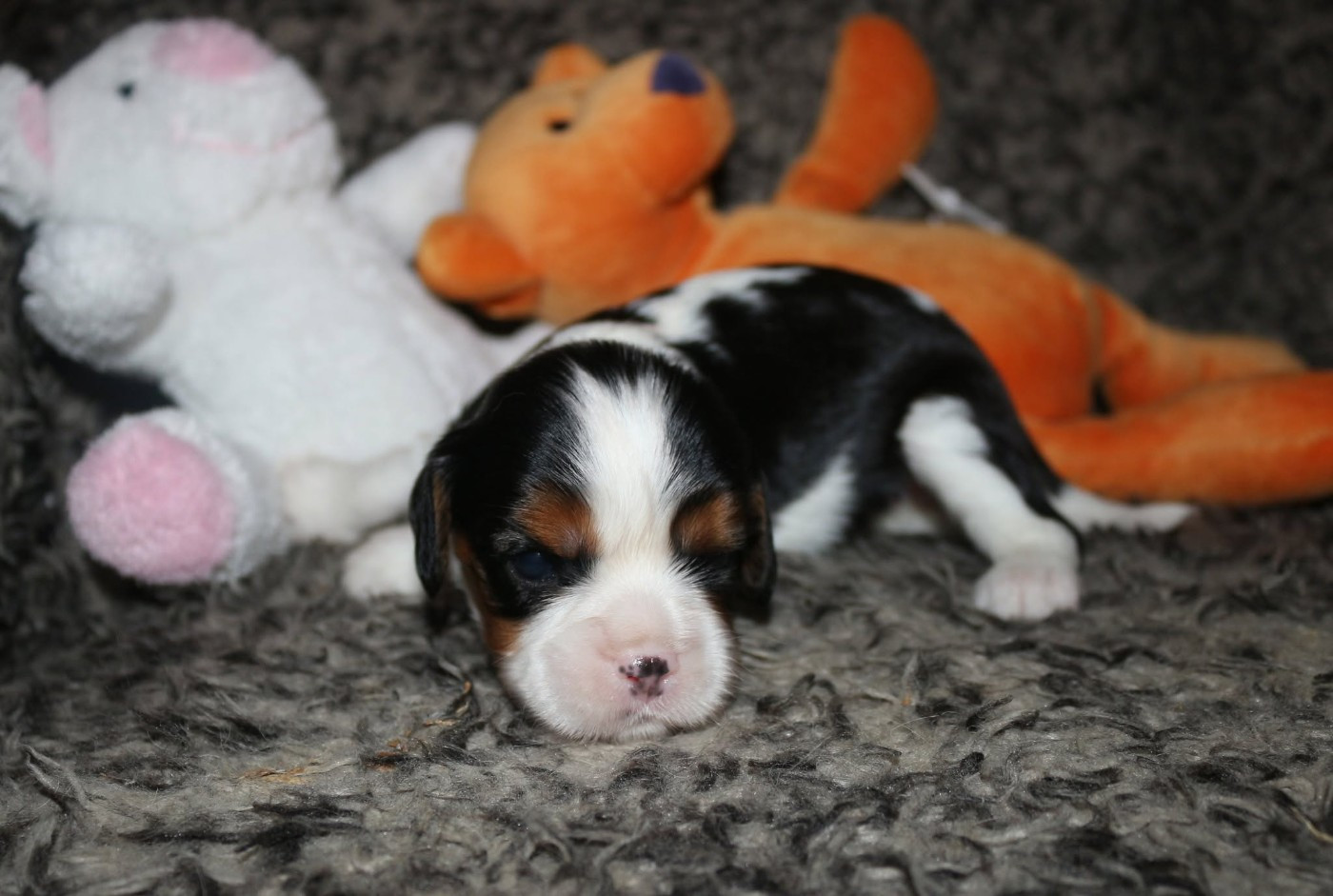 du Jardin des Mahonias - Chiots disponibles - Cavalier King Charles Spaniel