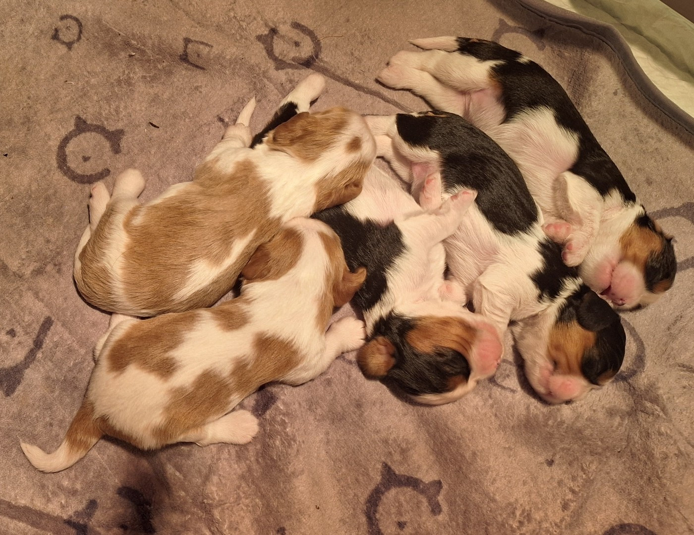 Chiot Cavalier King Charles Spaniel du Jardin des Mahonias