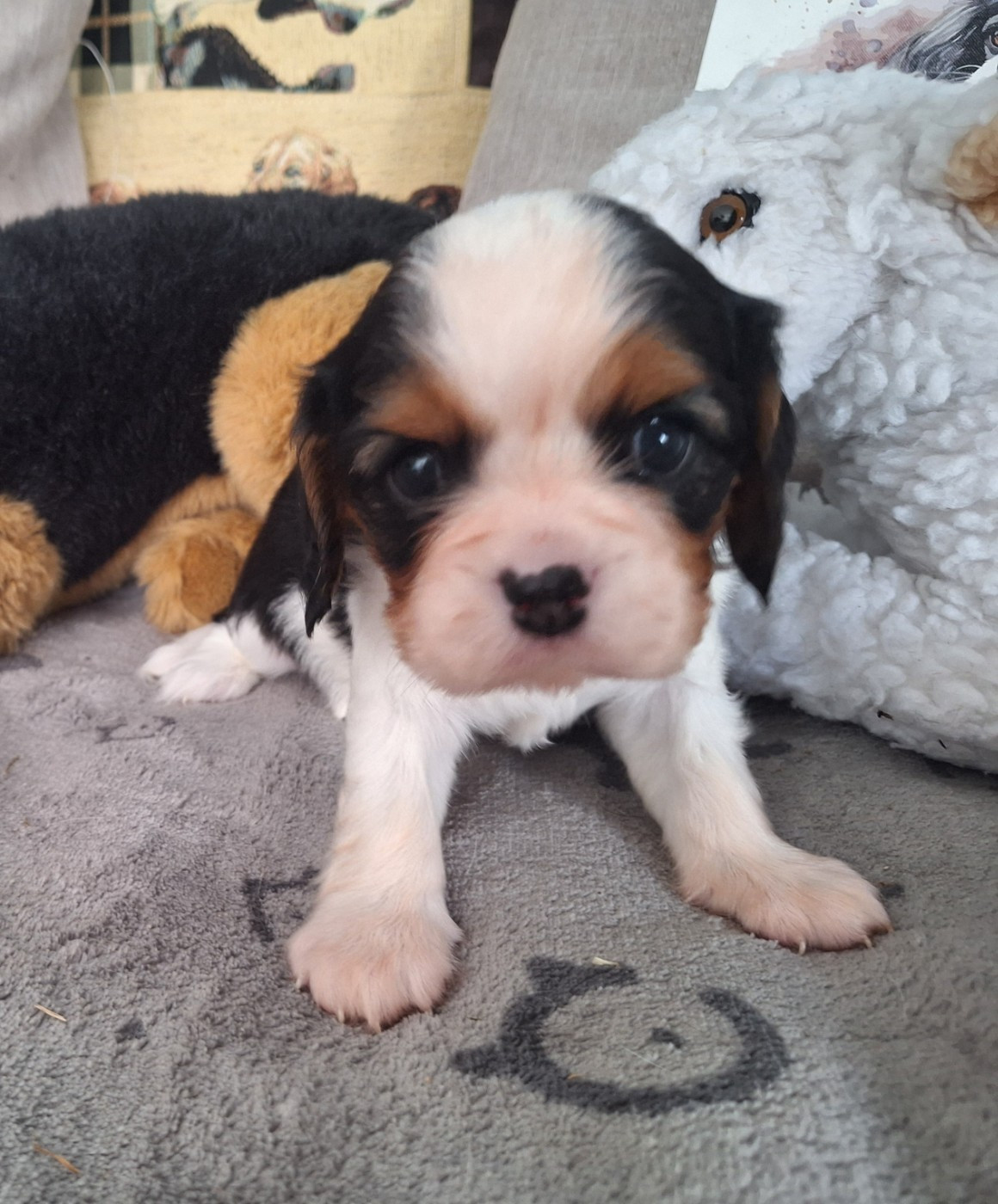 du Jardin des Mahonias - Chiots disponibles - Cavalier King Charles Spaniel