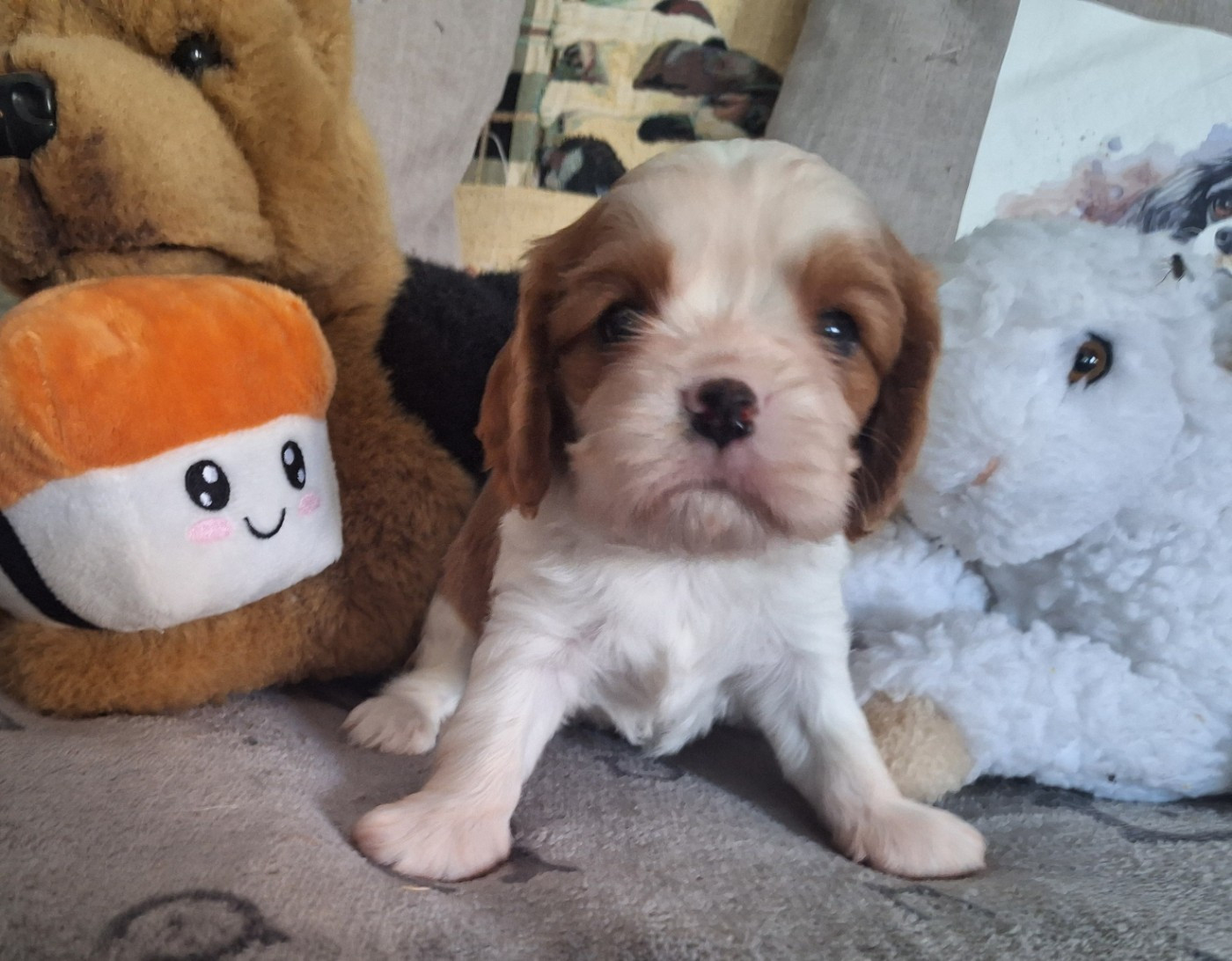 du Jardin des Mahonias - Chiots disponibles - Cavalier King Charles Spaniel