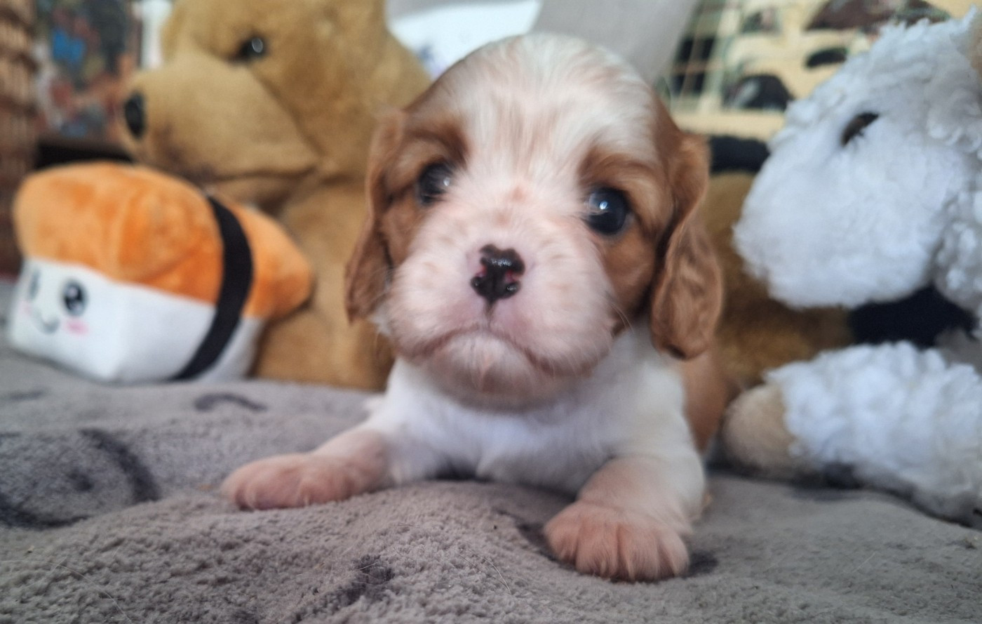 du Jardin des Mahonias - Chiots disponibles - Cavalier King Charles Spaniel