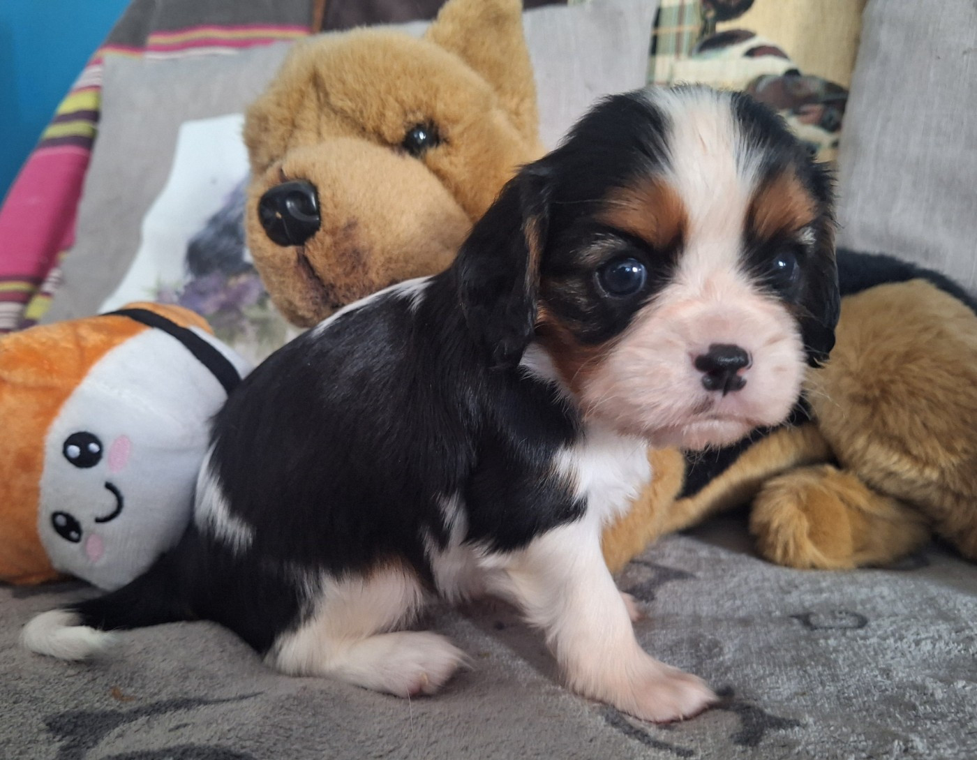 du Jardin des Mahonias - Chiots disponibles - Cavalier King Charles Spaniel