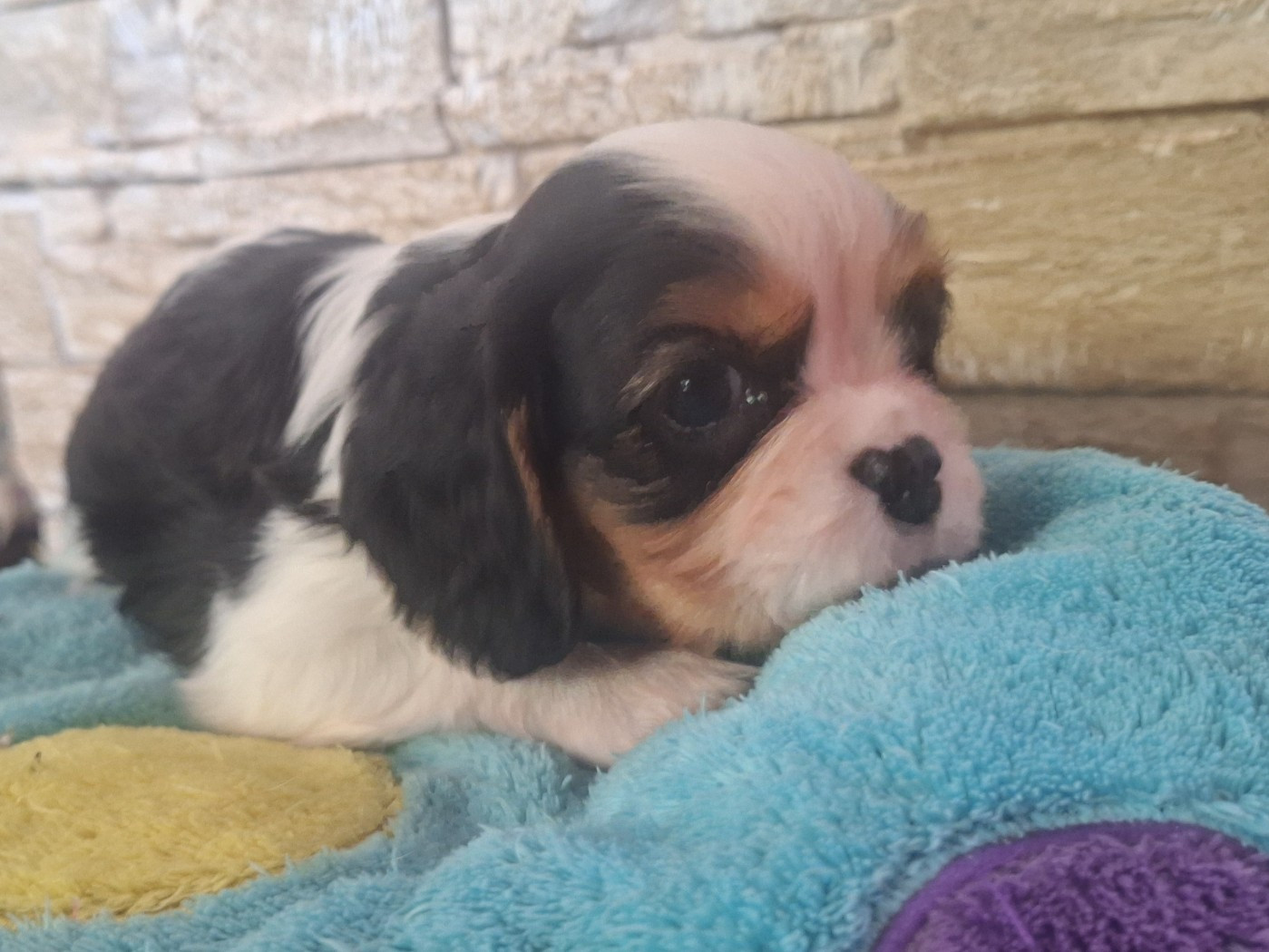 du Jardin des Mahonias - Chiots disponibles - Cavalier King Charles Spaniel
