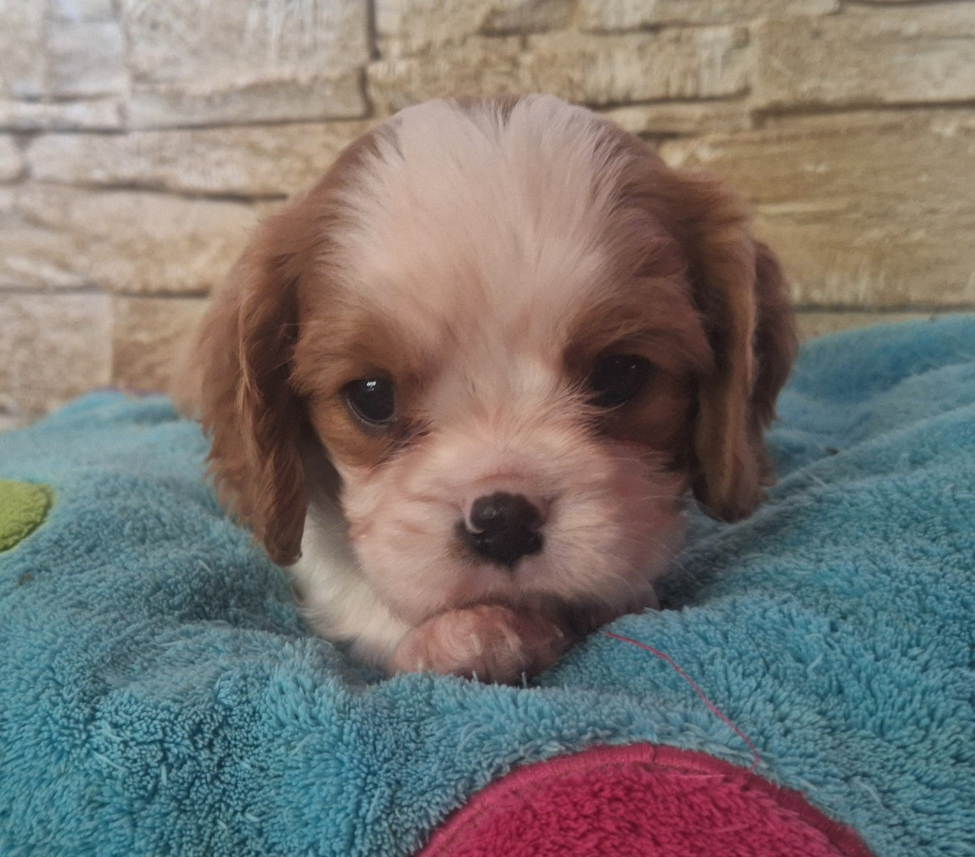 du Jardin des Mahonias - Chiots disponibles - Cavalier King Charles Spaniel